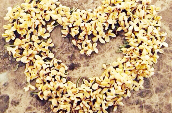 �����c��ƪ